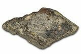 Dinosaur (Triceratops) Frill Shield Section - Montana #338937-1